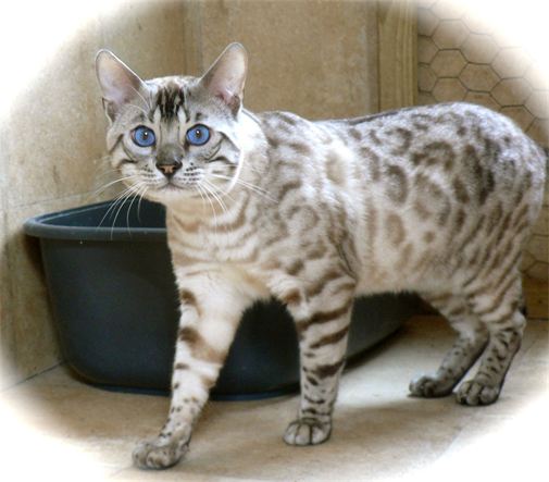 Bengal silver snow