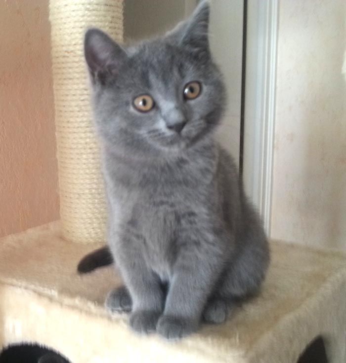 Chaton Gris Aux Yeux Bleus Plus Grand Felin