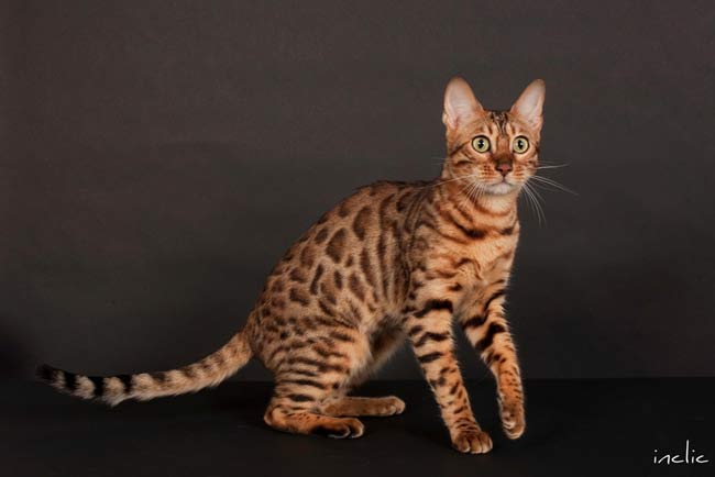 Eleveur bengal