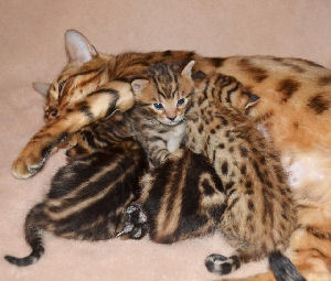 Chaton type bengal