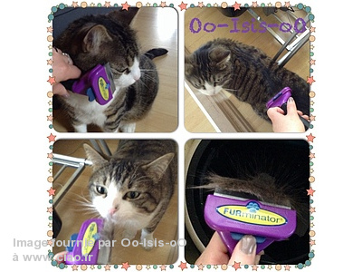 Brosse furminator chat