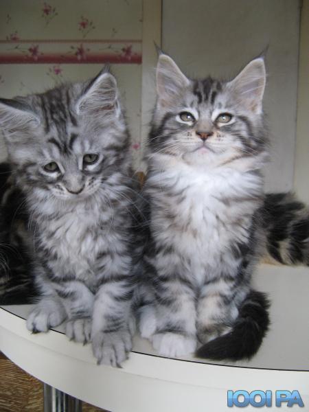 Annonce maine coon