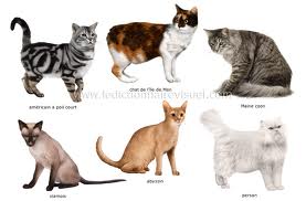 Toutes les races de chats du monde