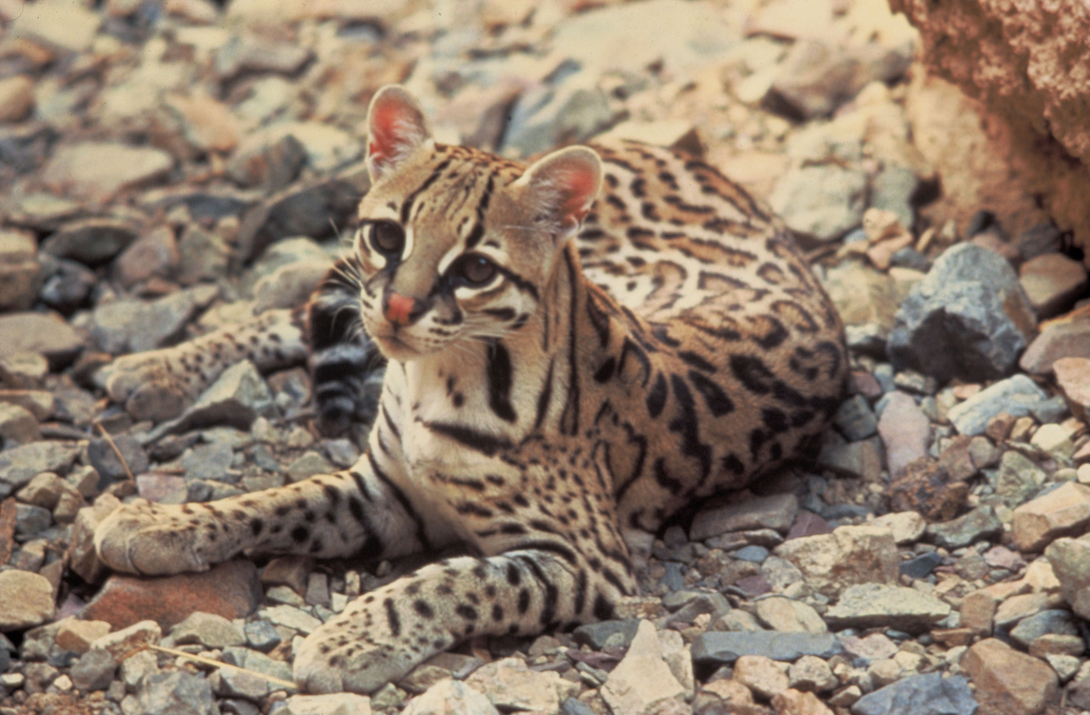 Chat ocelot prix