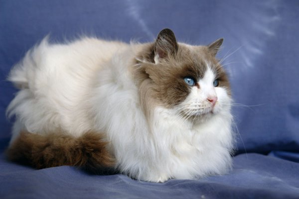 Eleveur chat ragdoll