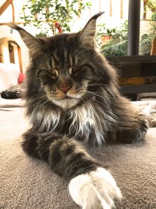 Chat maine coon elevage