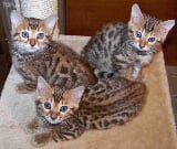 Chaton bengal non loof