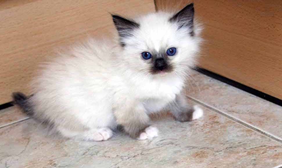 Chat ragdoll