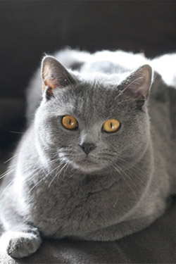 Chat race chartreux