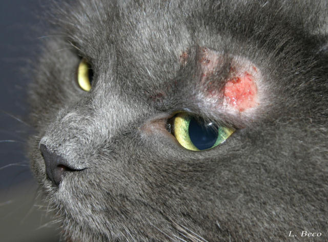Allergie poil de chat symptomes