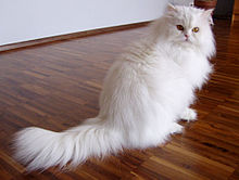 Chat blanc poils longs