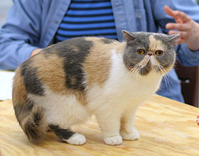 Chat exotic shorthair