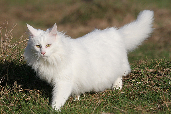 Chat angora turc