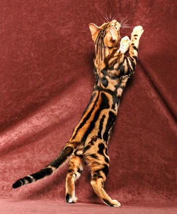 Chat bengal acheter