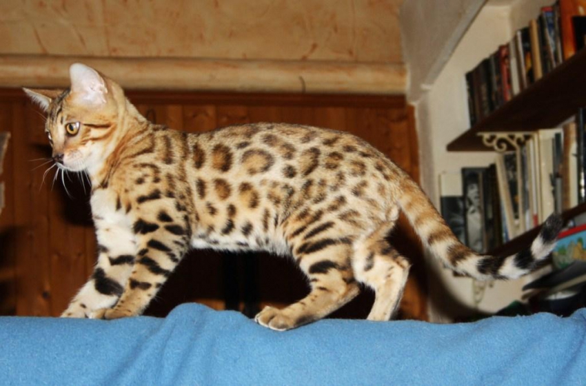 Vente chaton bengal