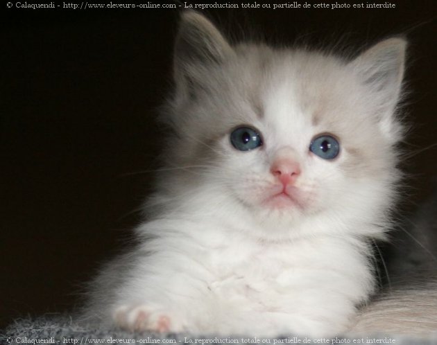 Chaton ragdoll