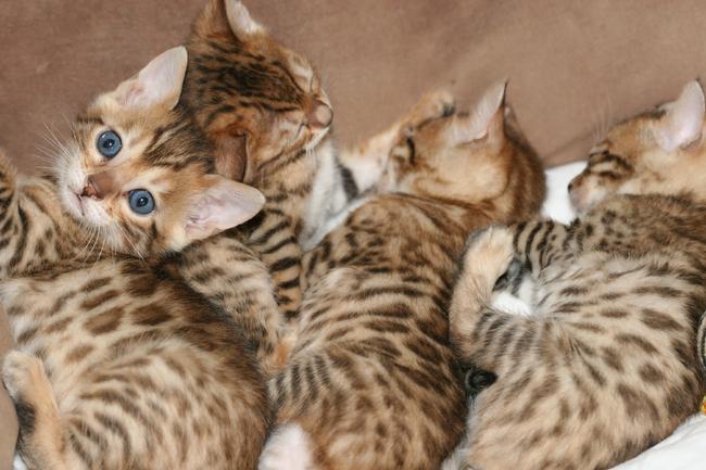 Eleveur bengal