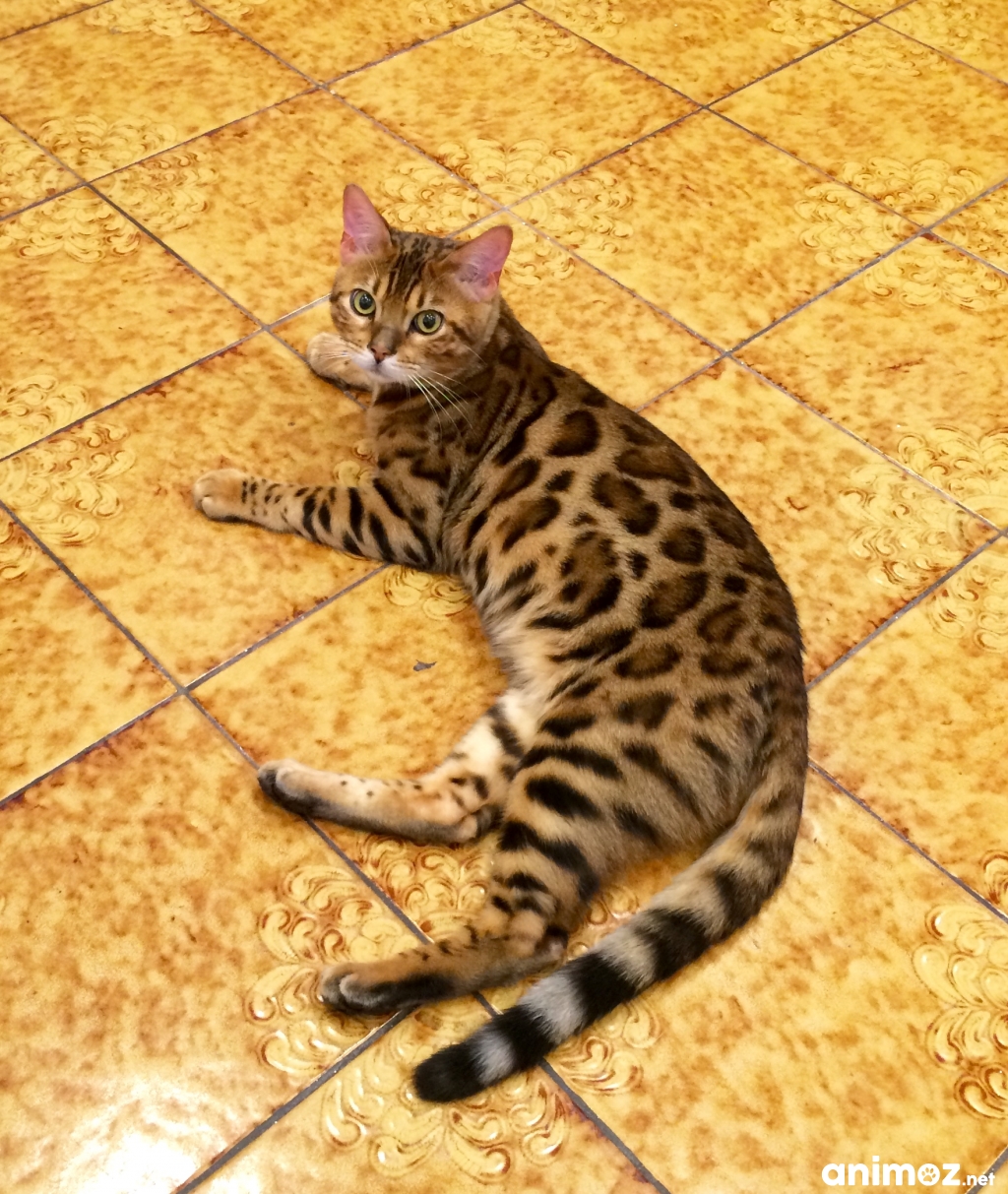 Bengal loof