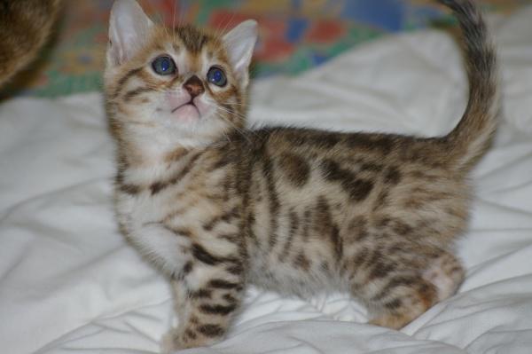 Don chaton bengal