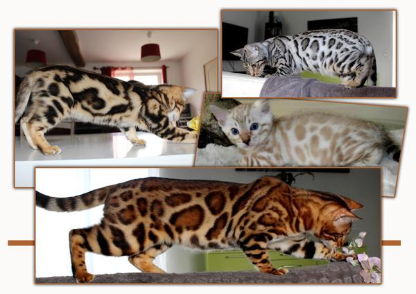 Vente chat bengal