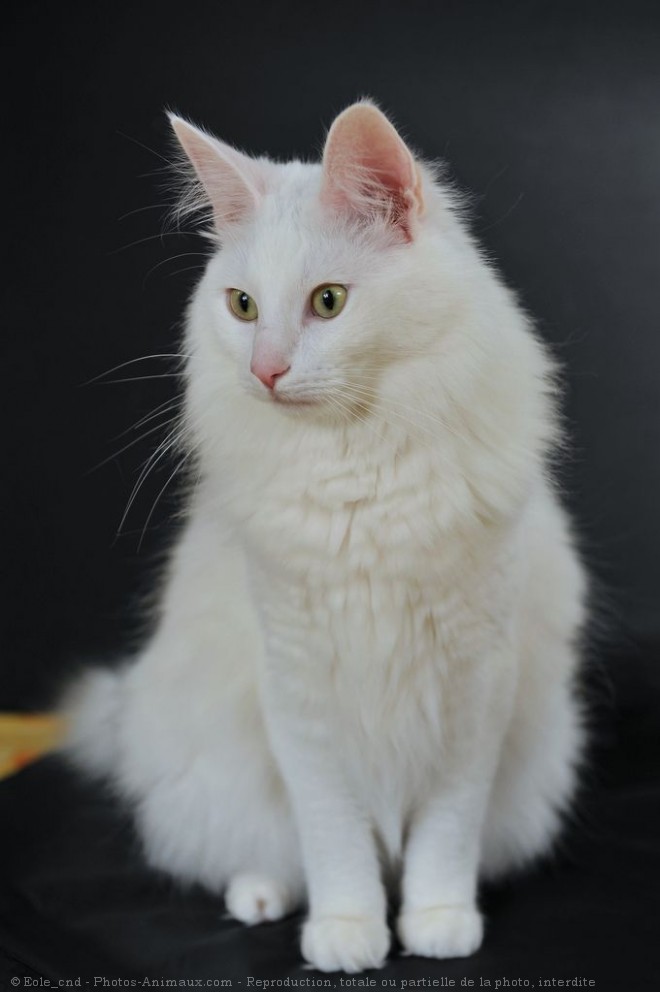 Chat turc angora