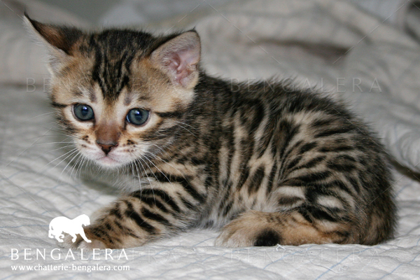 Acheter un chat du bengal