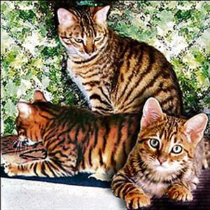 Tigre du bengale chat