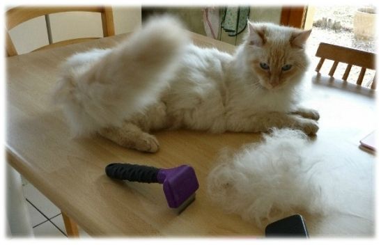 Brosse chat poil long