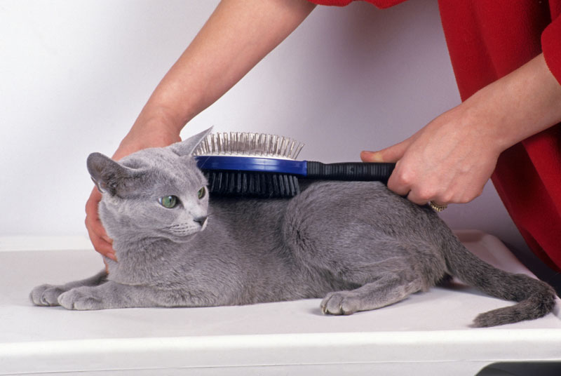 Brosse pour chaton