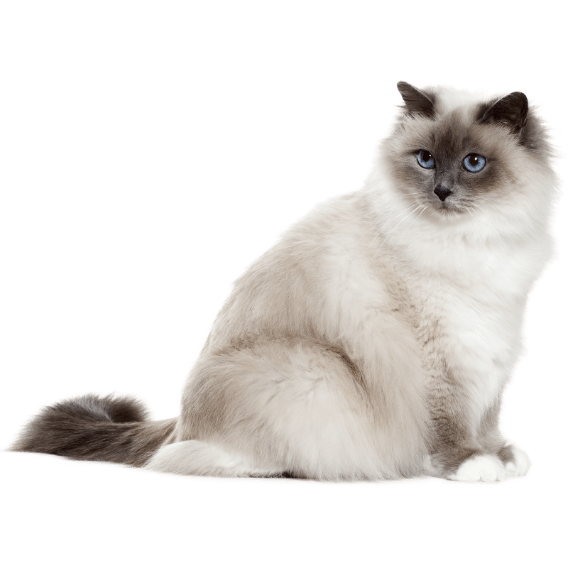 Chat birman