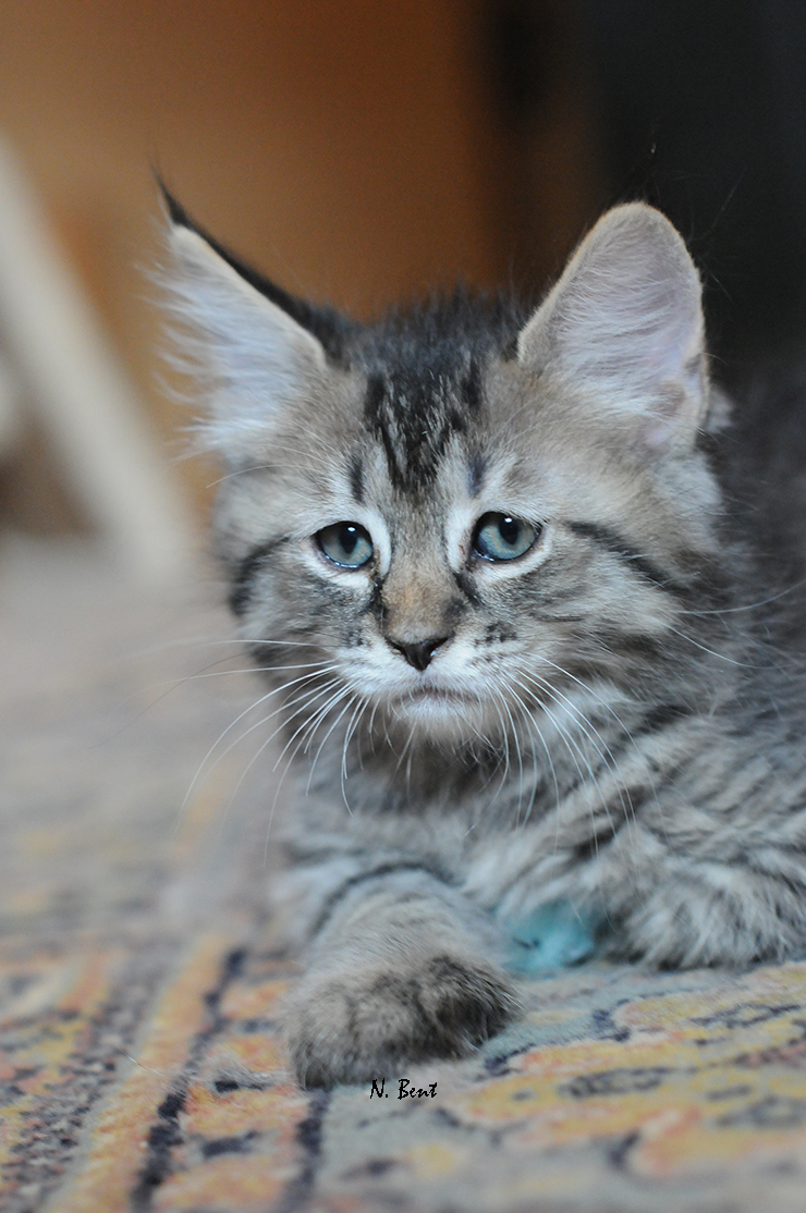 Poil chaton