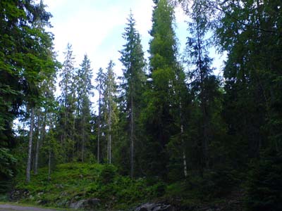 Norvege foret