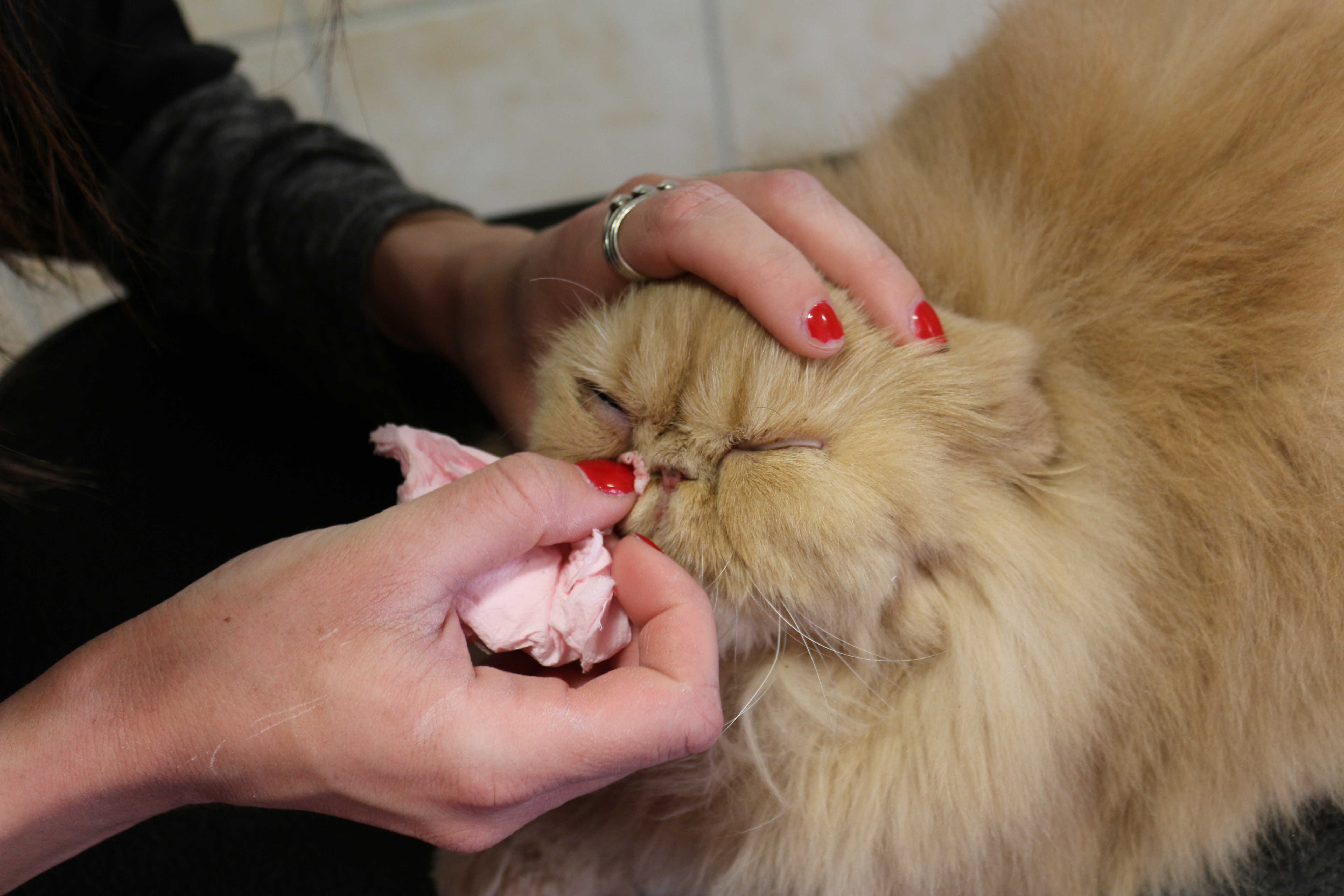 Comment enlever les noeuds d un chat persan