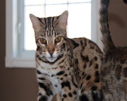 Bengal f1 a vendre