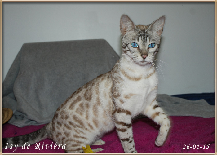 Chaton du bengal blanc