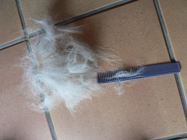 Quelle brosse pour chat persan