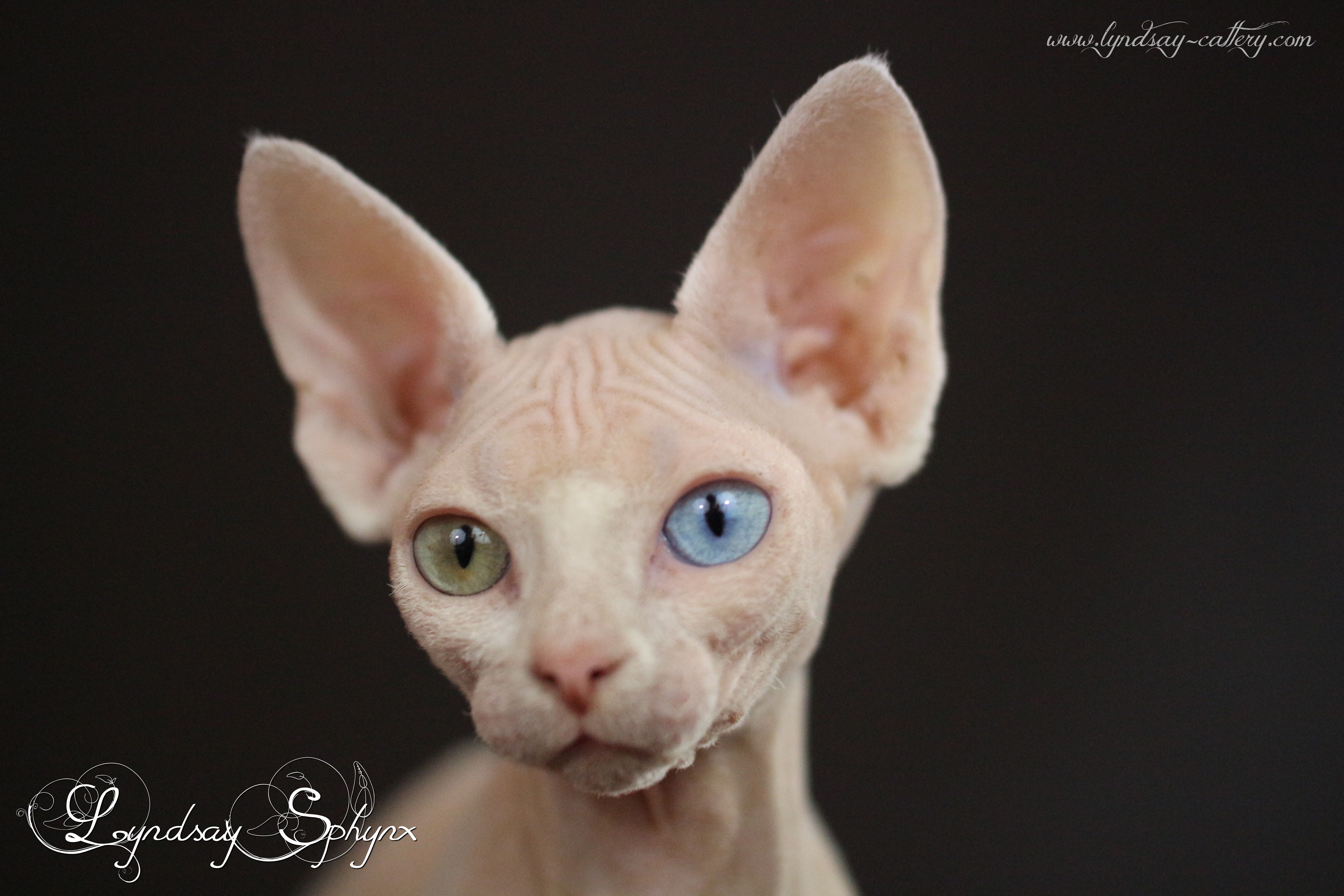 Sphynx chat