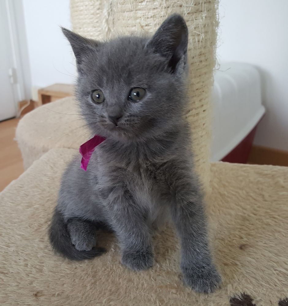 Donne Chaton De Race Race Chat Chartreux