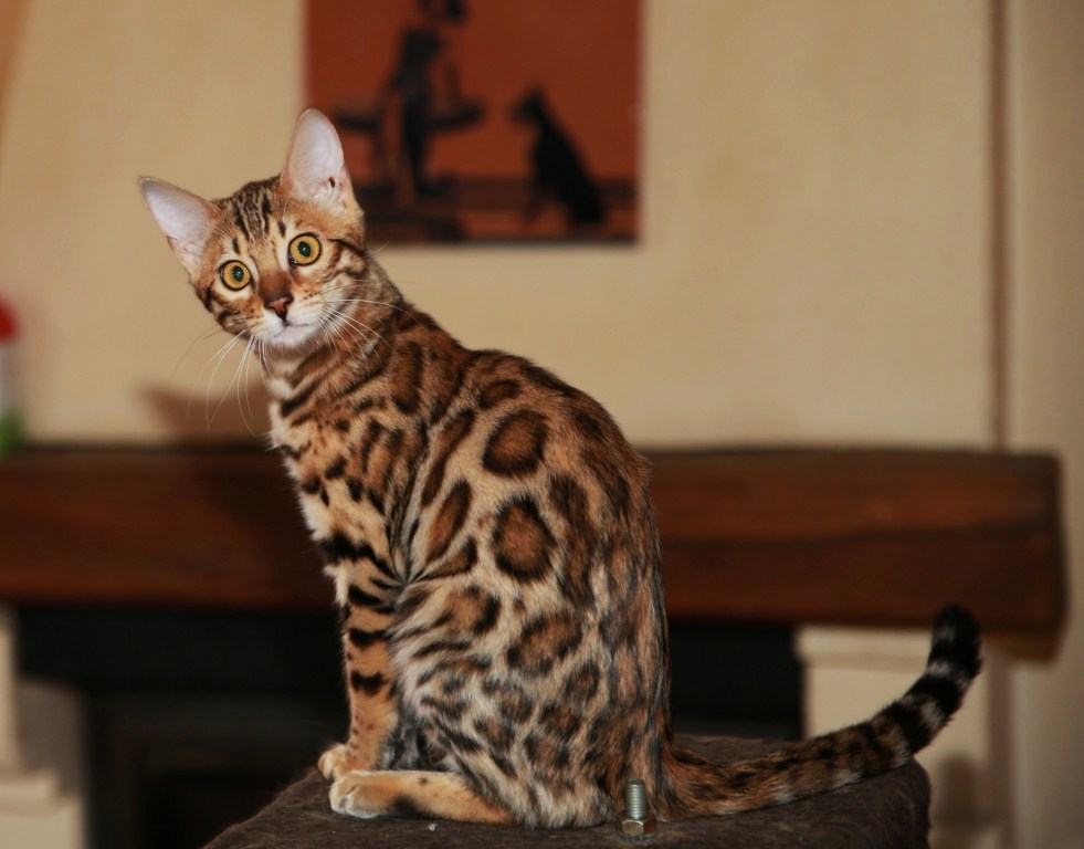 Achat chat du bengal