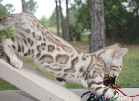 Bengal snow