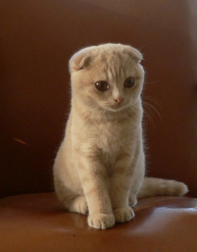 Chat scottish fold