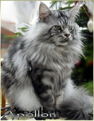 Chatterie maine coon
