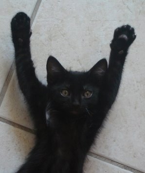 Race de chat noir aux yeux verts