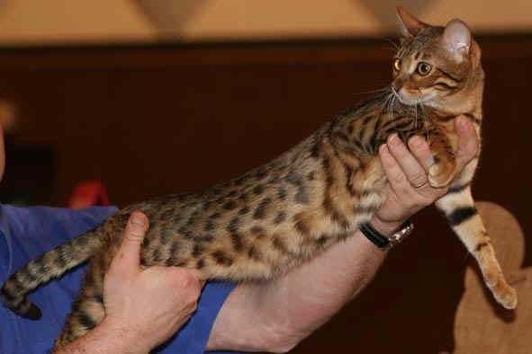 Chat bengal brown spotted tabby