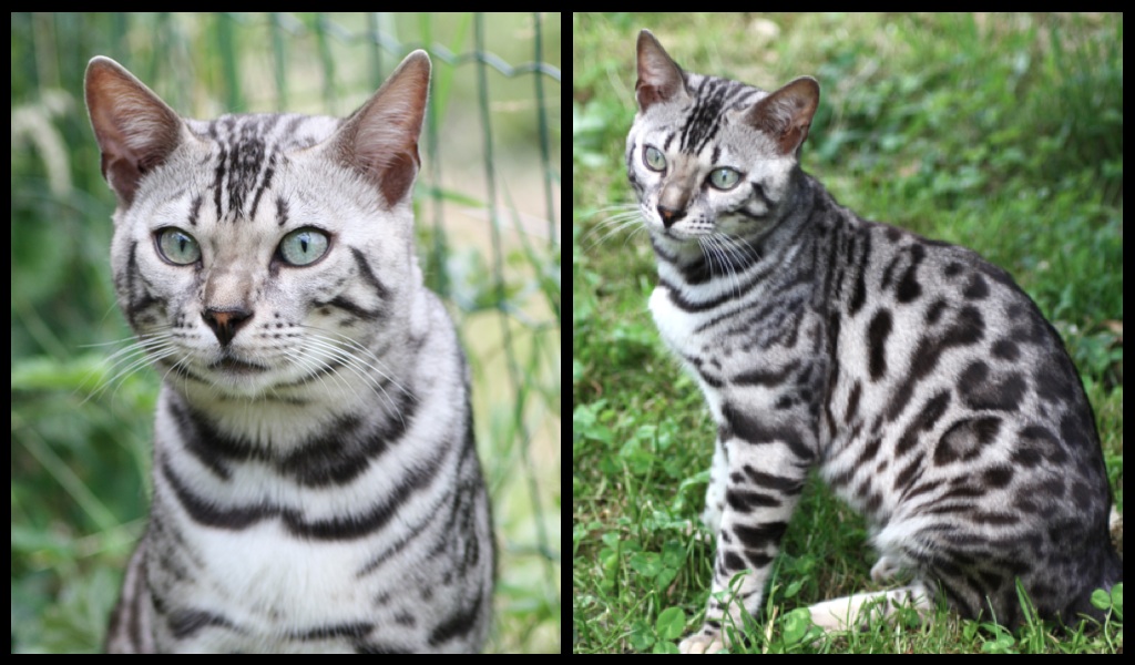 Chat bengal en appartement