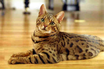 Un bengal