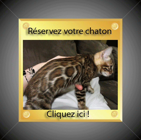 Chat leopard a donner