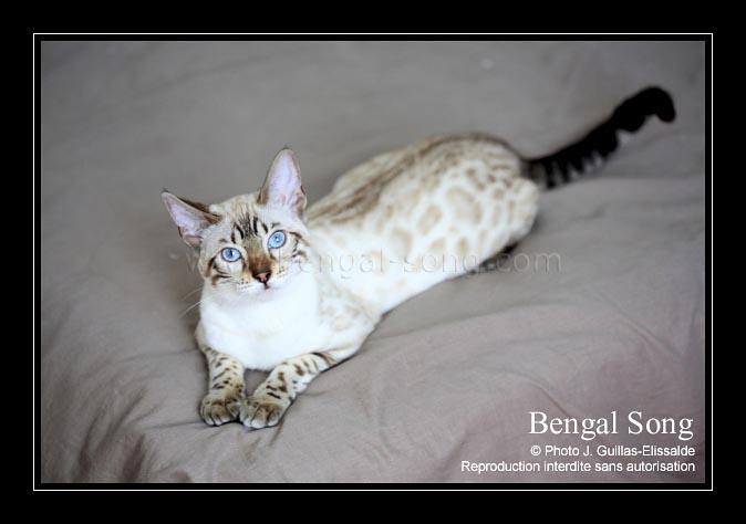 Chat du bengal blanc prix