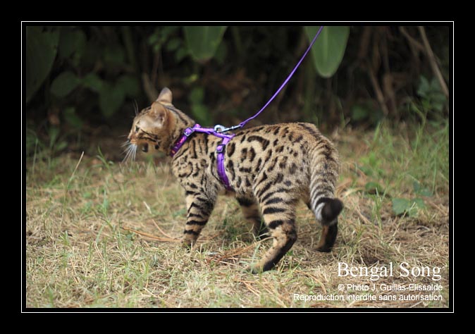 Prix du chat du bengal