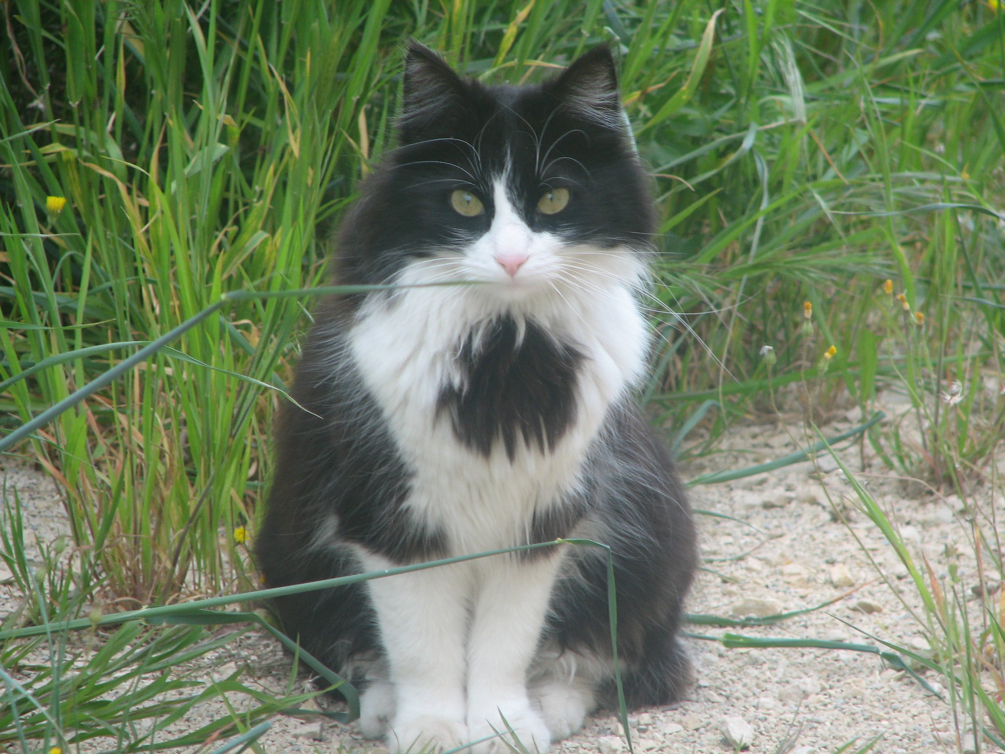 Chat type angora